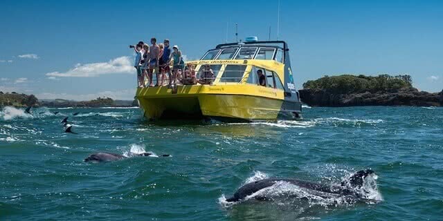 The Explore catamaran takes you out to swim with dolphins in the Bay of Islands