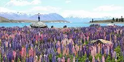 Image of a male standing on a rock in the middle of the lupins found on the shores of Lake Tekapo in the South Island - mobile