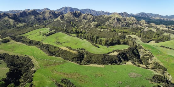 Flax Hills Forever Forest