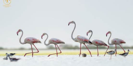 Delta Blue - Mangrove Restoration in Pakistan