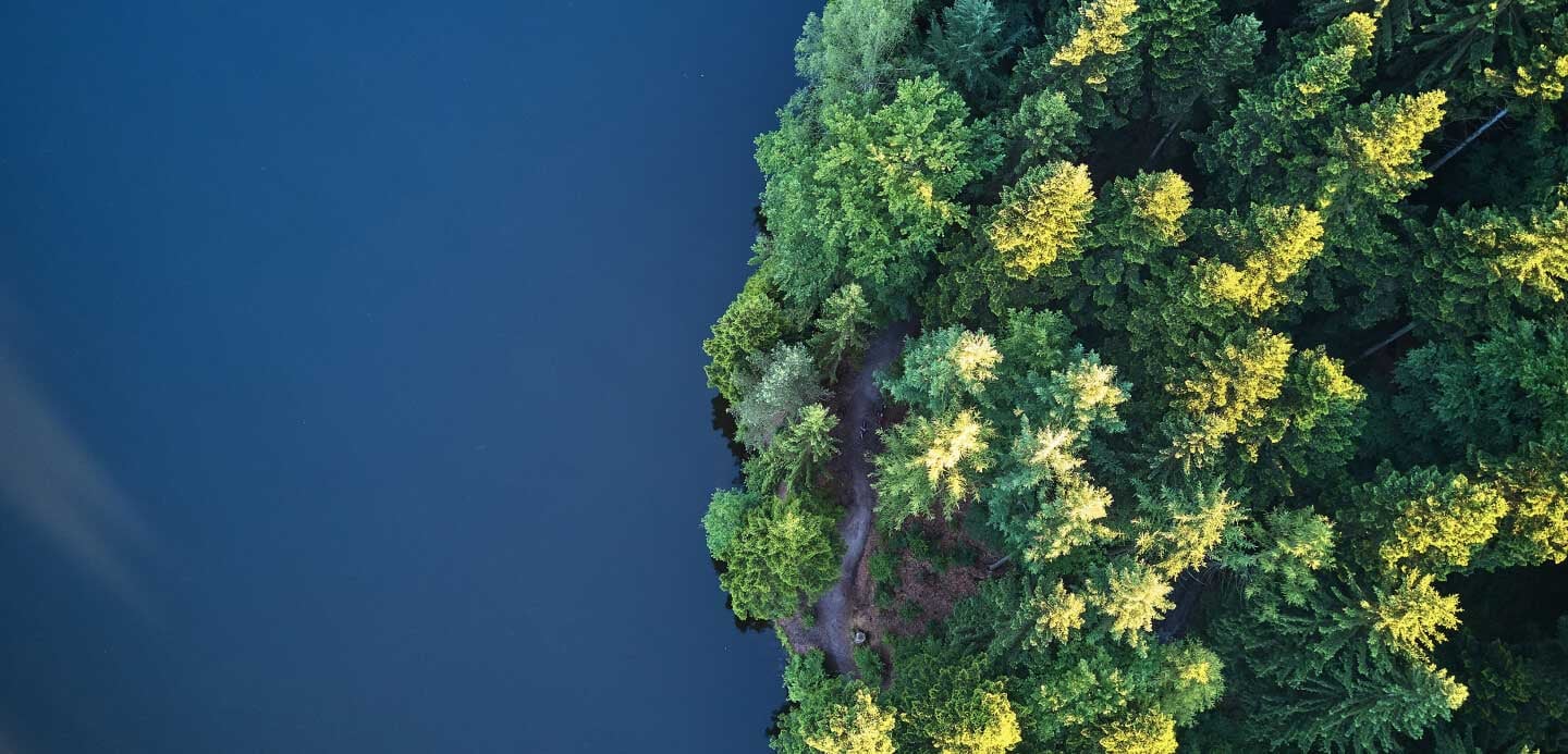 Top view of pine trees and a lake