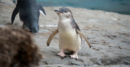 Little blue penguin standing on a rock