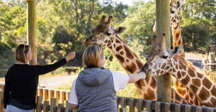 Visitors feeding giraffes at a wildlife park