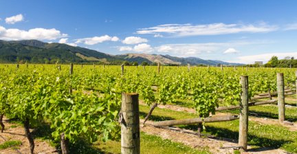 Vineyard with green grapevines and mountain backdrop