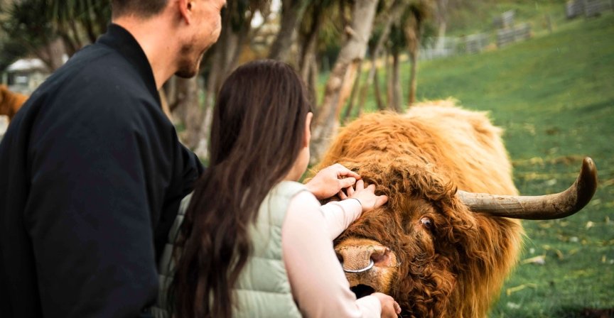 Alt text: RealNZ 10% discount for Walter Peak Farm Tour on the Spirit of Queenstown - in partnership with GO Rentals