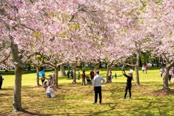 People walking and taking photos under blooming cherry blossom trees in a park