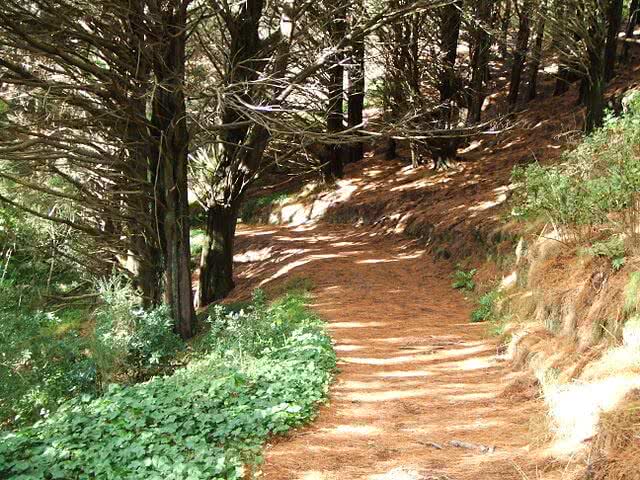 Path up Mount Victoria in Wellington - Lord of the Rings film location