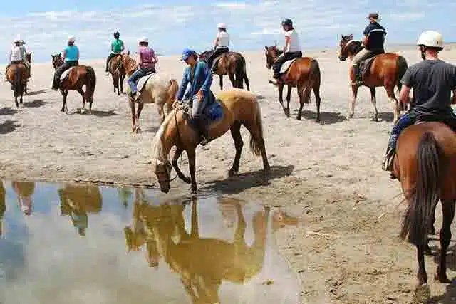 Image of an organised horse trekking trip in New Zealand