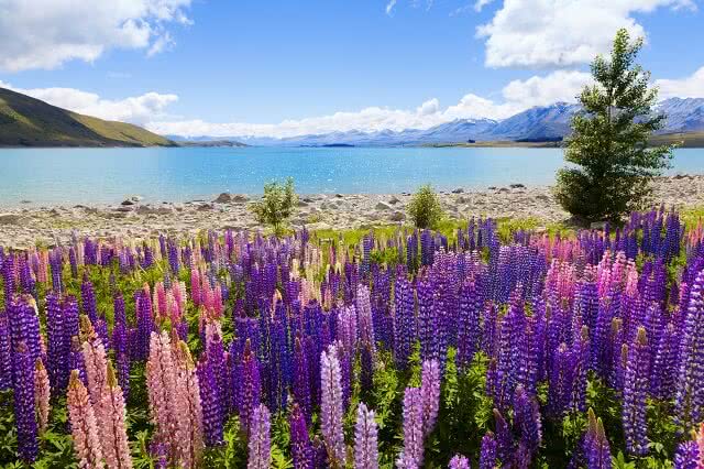 Field of lupin wildflowers on the shore of lake Tekapo in New Zealand