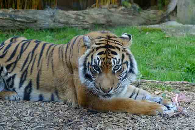 Image of the Sumatran Tiger named 'Oz' in Auckland Zoo
