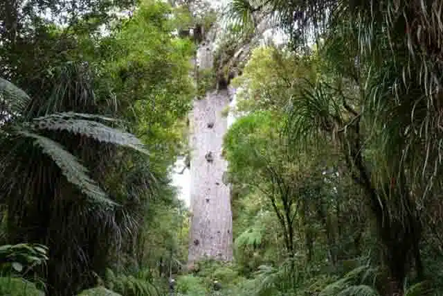 Photo of the might Tane Mahuta, the largest known Kauri tree in New Zealand found in the Waipoua Forest on the west coast North of Auckland