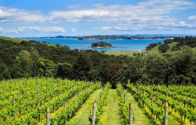 Cable Bay Winery Auckland