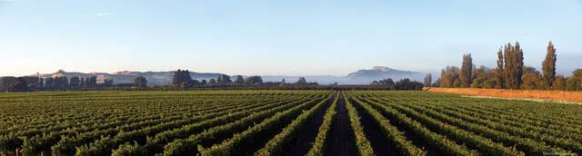 Image showing the vines at a vineyards located in Blenheim, Marlborough, one of the world's most famous wine growing regions