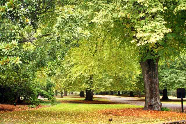 the Botanic Gardens in Christchurch in Autumn with orange leaves on the trees and ground