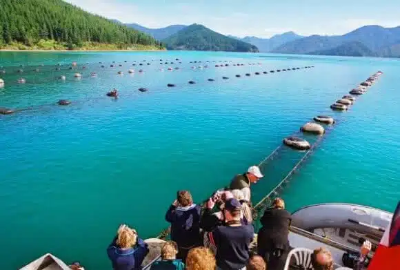 Image of the green-lipped mussel farms in the Marlborough Sounds