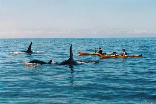 Image of two kayakers out in the water alongside dolphins