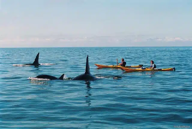 Image of Kayakers in the water Swimming with dolphins