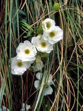 Mt Cook Lily