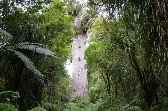 Image of Tahe Mahuta - Lord of the Forest in Waipoua Forest