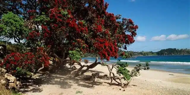 Pohutukawa trees on the beach