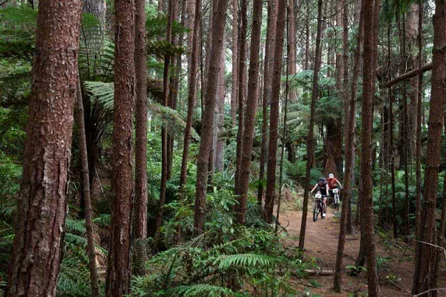 Mountain Bikers riding through the Whakarewarewa Foerst, Rotorua