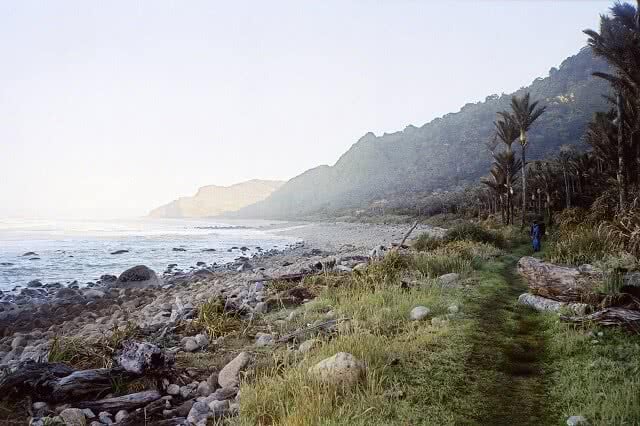 Image looking toeards the Nikau coastal forest on the Heaphy Track - one of New Zealand's Great Walks