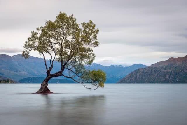 Image of the iconic tree in Lake Wanaka