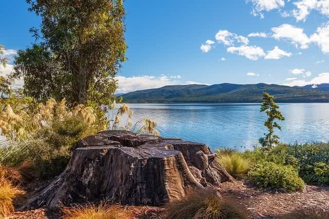 Lake Te Anau with big tree stump on the foreground, Fiordland, South Island, New Zealand
