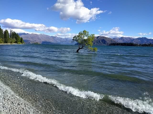 The Lake Wanaka Tree in the sunshine