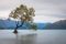 Iconic tree in Wanaka lake at dawn, South Island of New Zealand