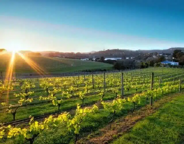 Exploring the vines on Waiheke Island