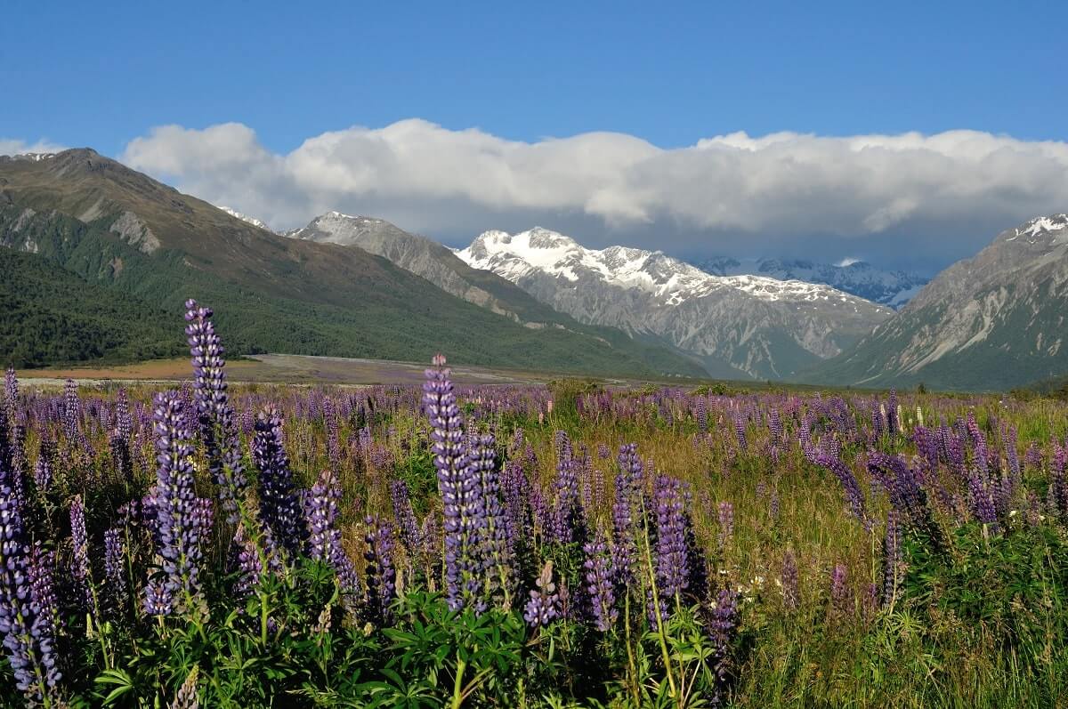 The Waimakariri River Regional Park