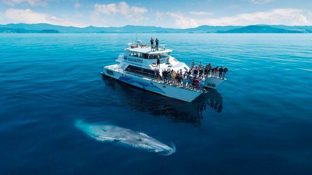 Auckland Whale and Dolphin Safari 640px