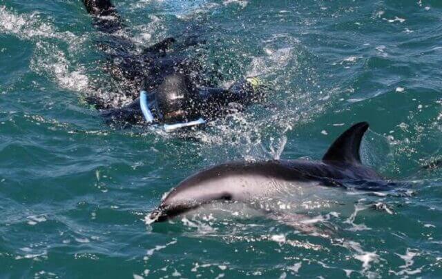 Encounter Kaikoura Swim with Dolphins