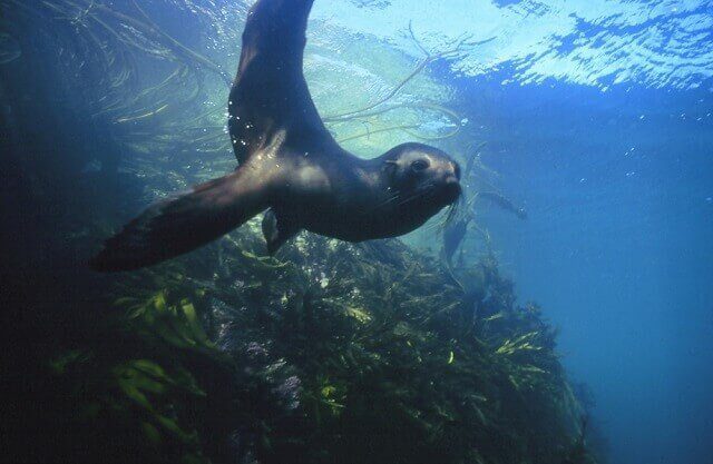 Seal Swim Kaikoura