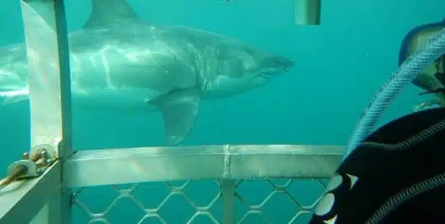 Going eye to eye with a great white shark in New Zealand