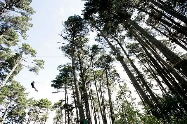 Adrenalin-Forest-Wellington