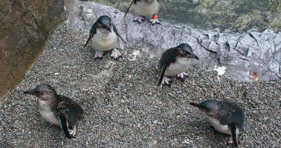 Oamaru Blue Penguins