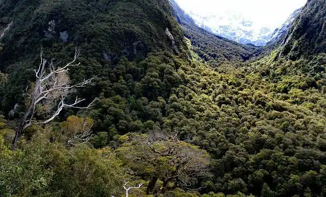Fiordland National Park - home of Fanghorn Forest in Lord of the Rings
