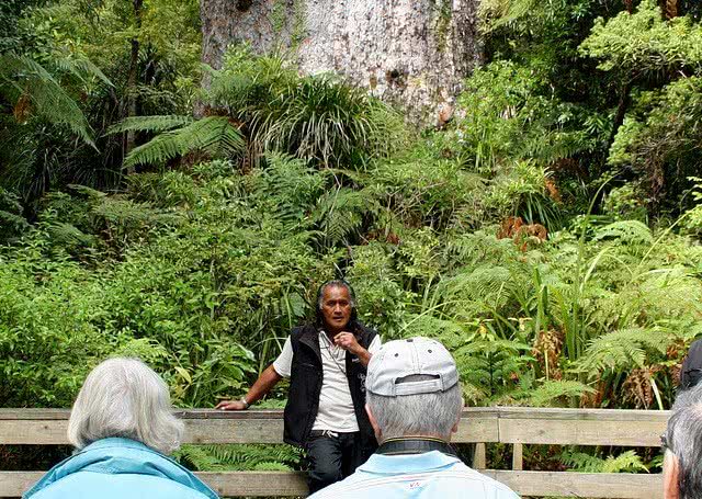 A guided tour of the Waipua Forest with Footprints Waipoua