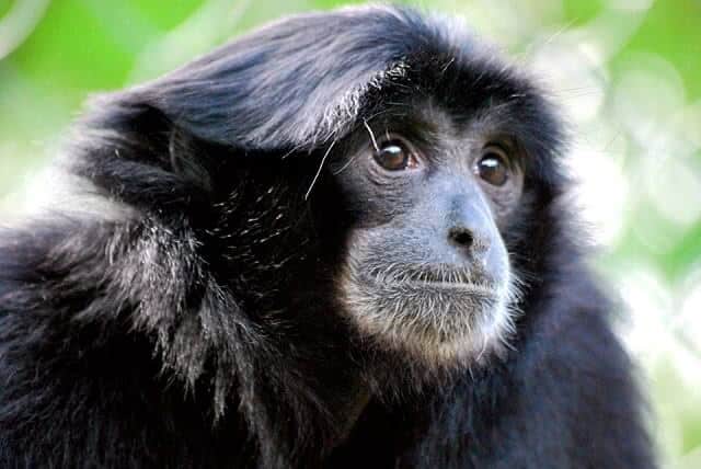 Monkey at Willowbank Wildlife Reserve