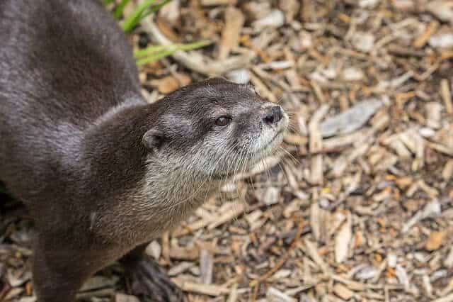 Otter at Willowbank Wildlife Reserve