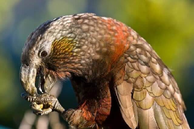 Orokonui Ecosanctuary Kaka