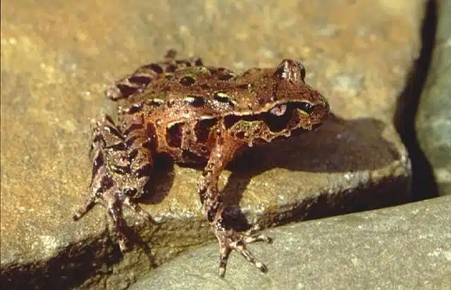 An Archeys Frog on a rock