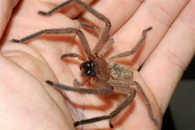 An Avondale Spider held in someones hand