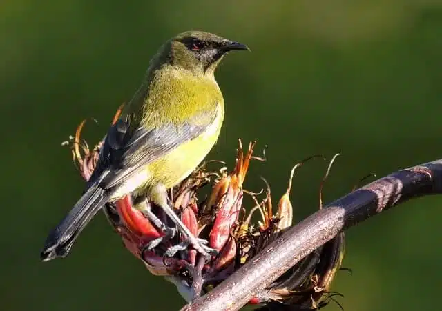 A New Zealand Bellbird Korimako in a tree