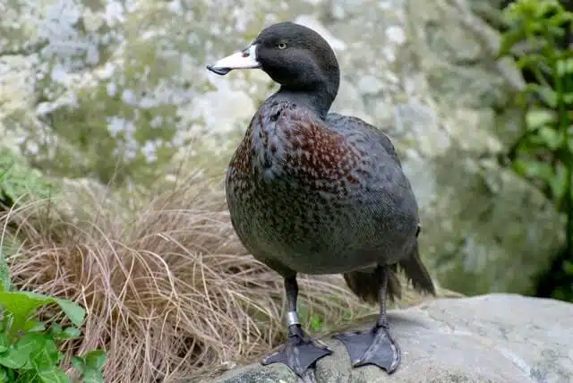 Blue Duck Whio on a rock