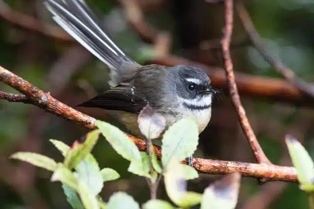 A fantail piwakawaka in a tree