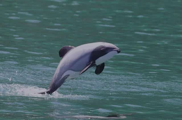 Hector's Dolphin jumping out of the sea