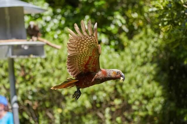 A kaka in flight